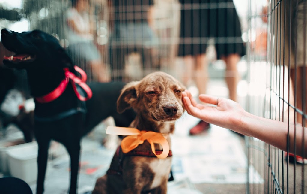 5 Simple Ways Anyone Can Support Animal Shelters
