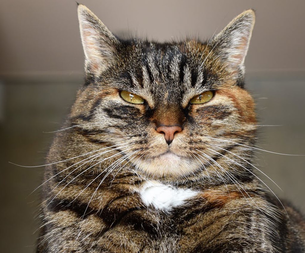 Three ways to Keep Your Aging Cat From Becoming a Grouchy