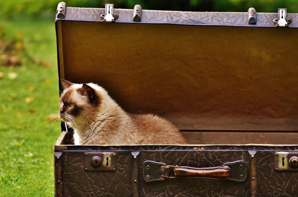 Sweeten the Kitty: Tips for Easier Traveling with your Pet