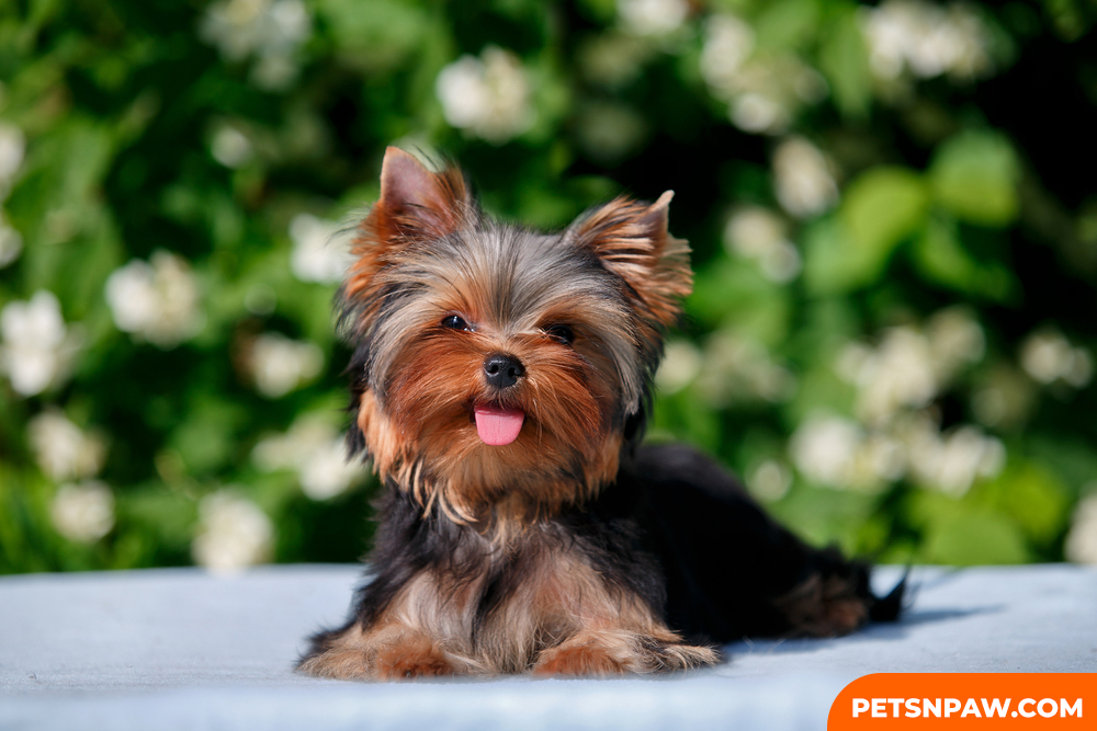 Yorkipoos Breed - 6 things you need to know