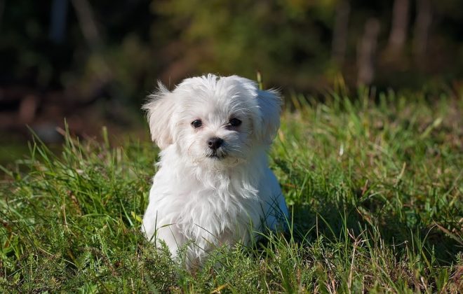 4 Essential Tips to Lead Your Dog to Better Health