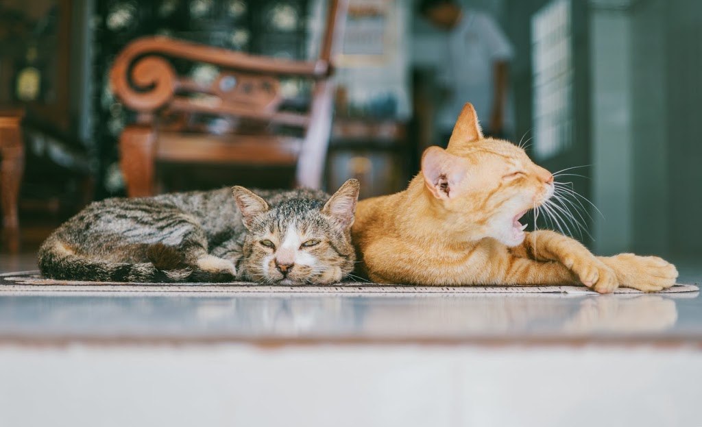 5 Common Misconceptions and Myth About Cats Debunked