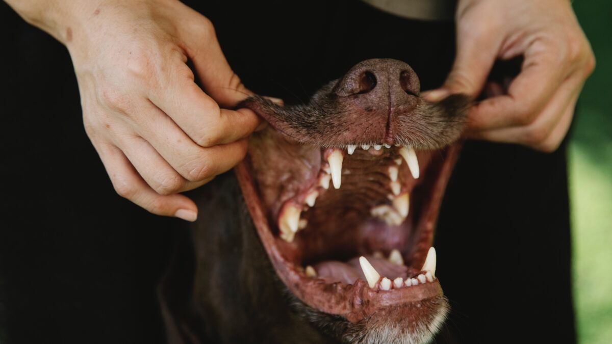 5 Effective Ways to Take Care of Your Dog's Teeth