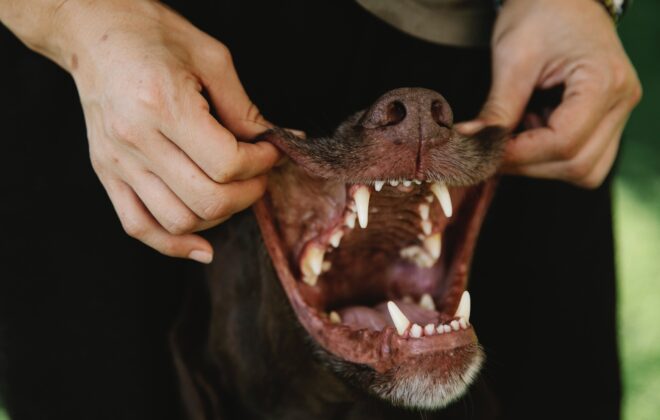 5 Effective Ways to Take Care of Your Dog's Teeth