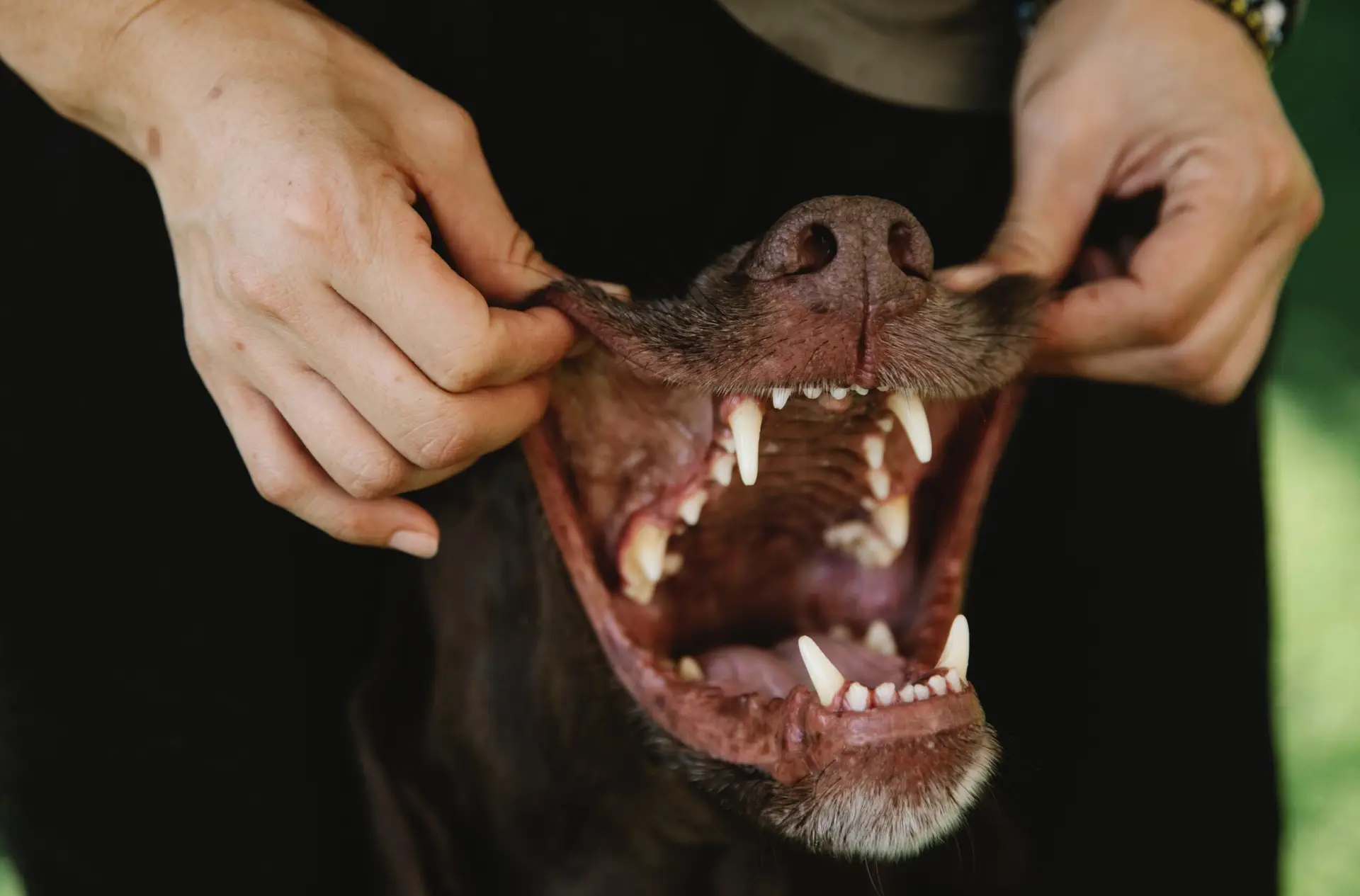 5 Effective Ways to Take Care of Your Dog's Teeth