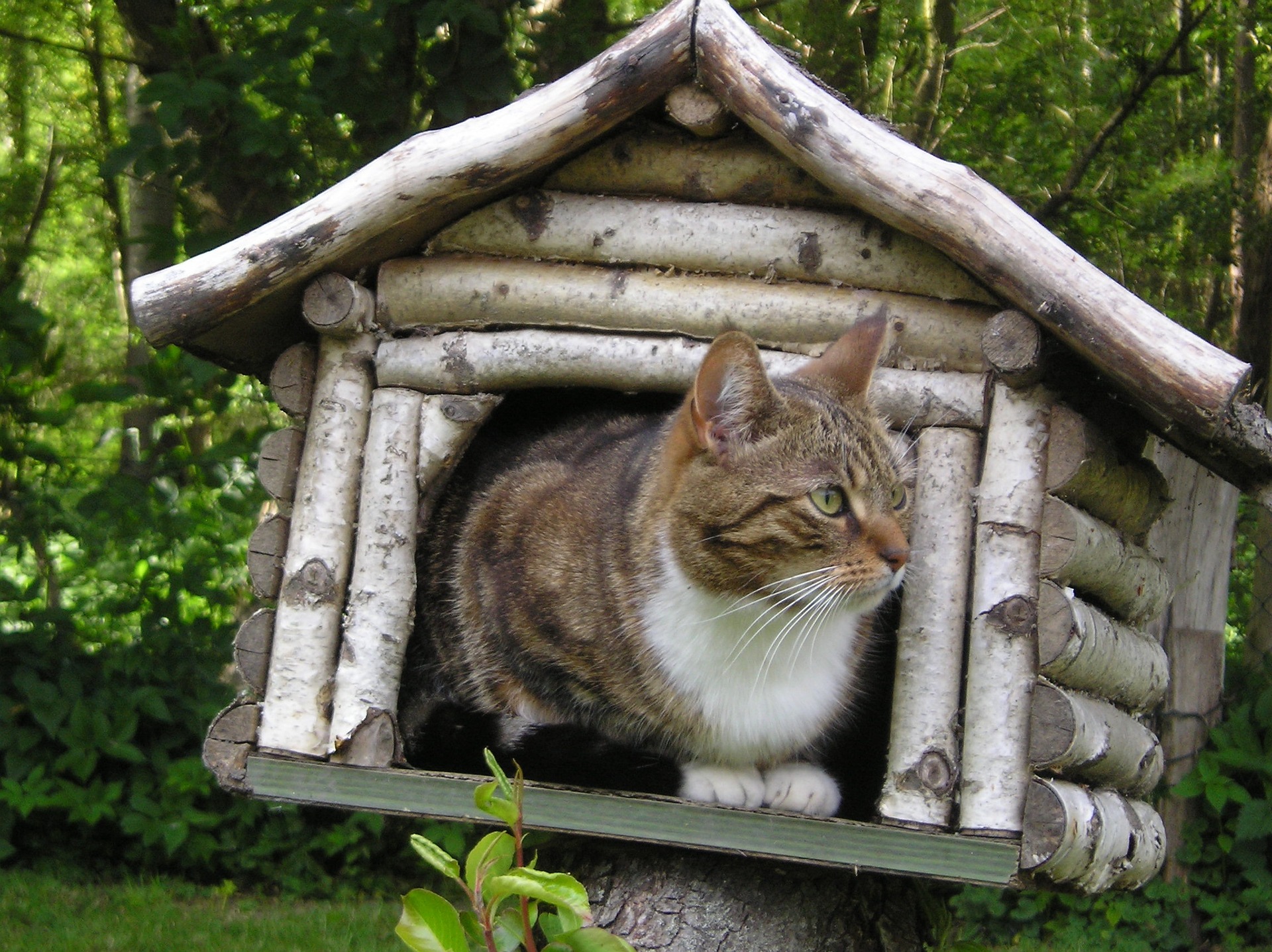 5 Solutions for Cat Lovers Living in Small Homes