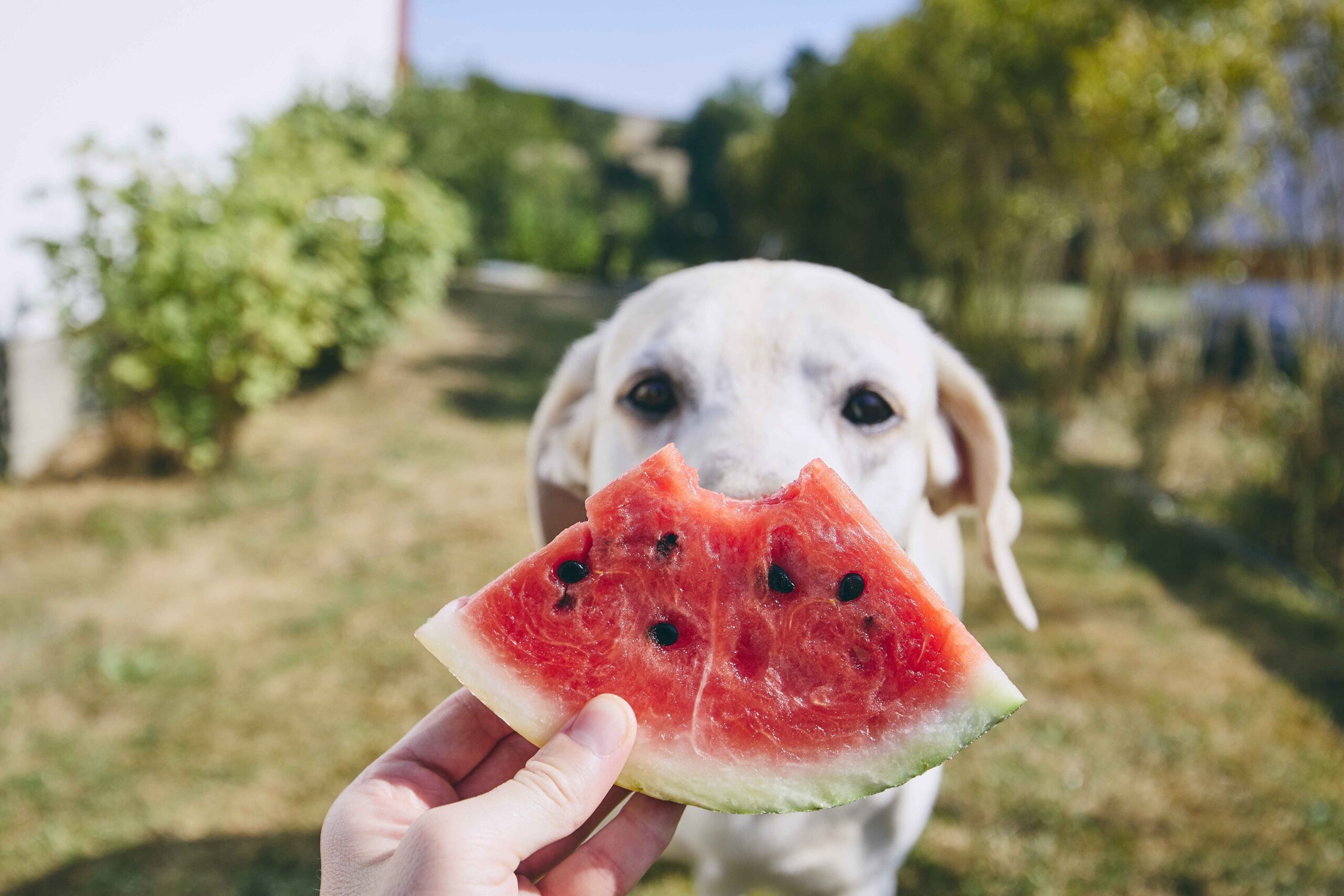 Dog eating watermelon in summer healthy seasonal dog diet