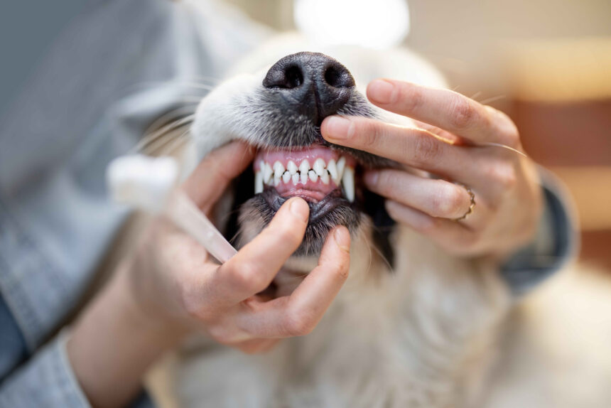 Veterinarian checking, dog dental care, dog teeth and gums during oral exam