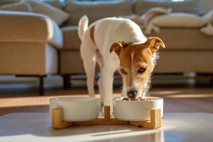 Dog eating from bowl indoors balanced daily diet routine