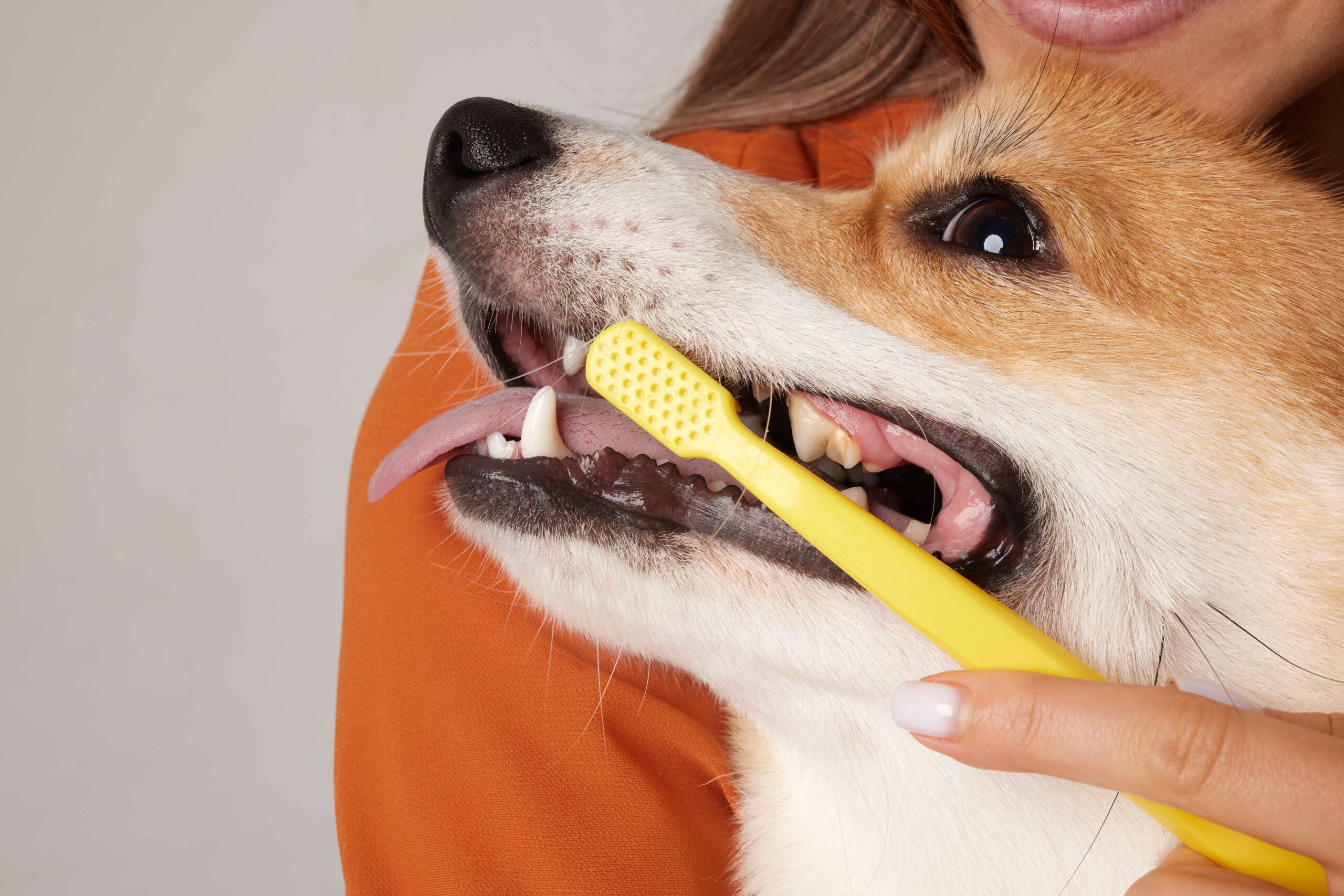 Person brushing dog teeth with yellow toothbrush close-up