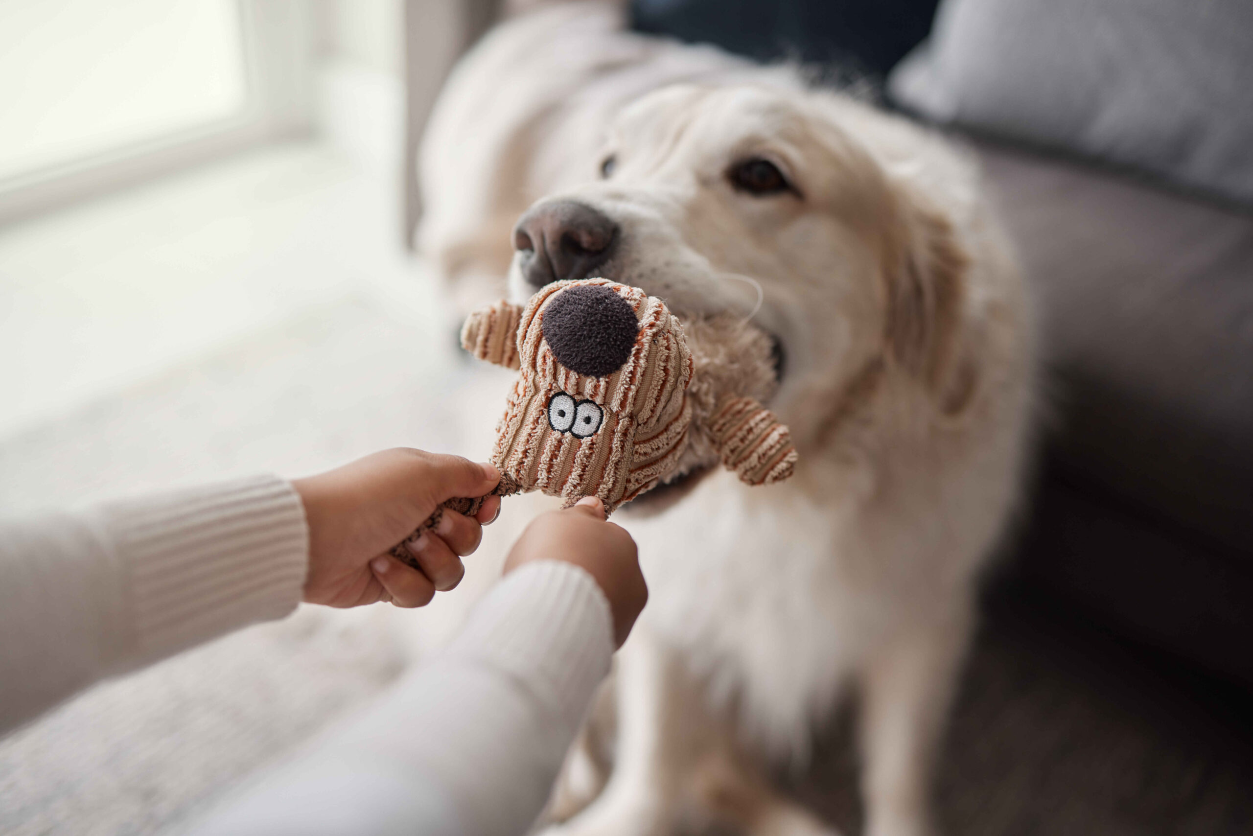 Dog playing tug of war toy activity affects eating habits