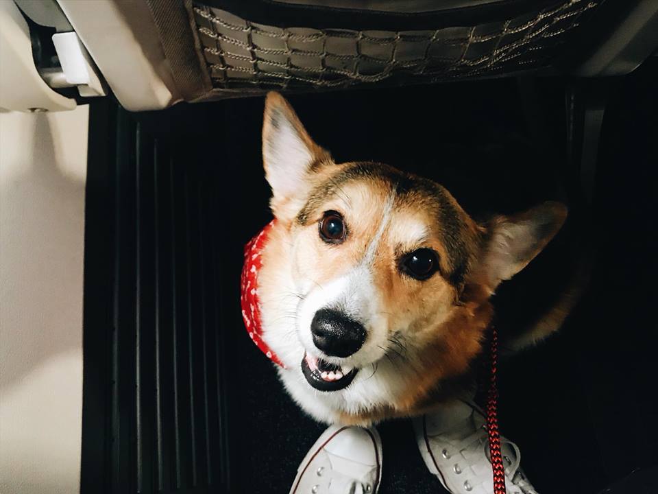 Dog in Airplane