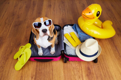 Beagle dog sitting in suitcase ready for travel with accessories