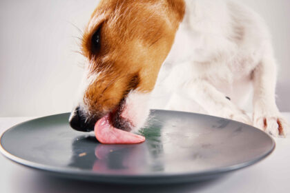 Dog licking plate after eating raw food meal homemade diet