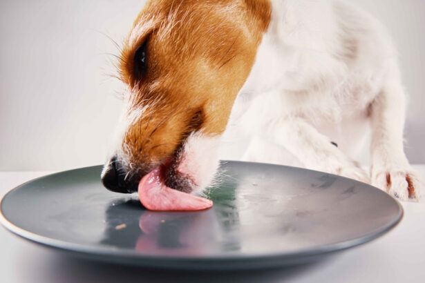 Dog licking plate after eating raw food meal homemade diet