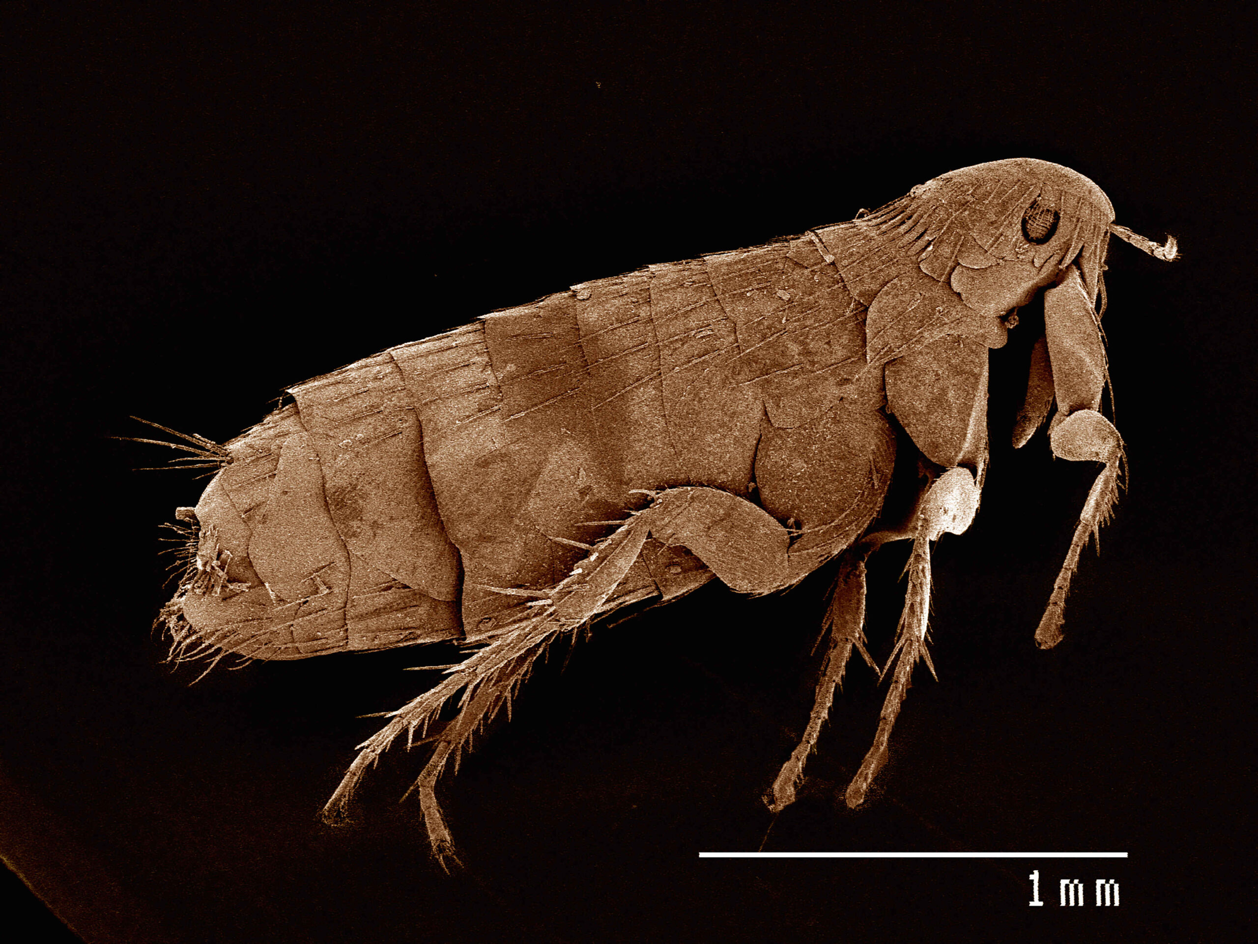 Microscopic close-up of a flea parasite on dark background