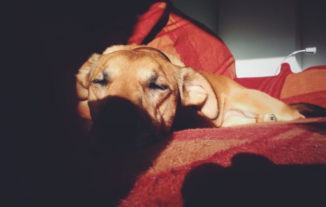 Put a Stop to the Chewed-Up Couch: Home Alone Dogs