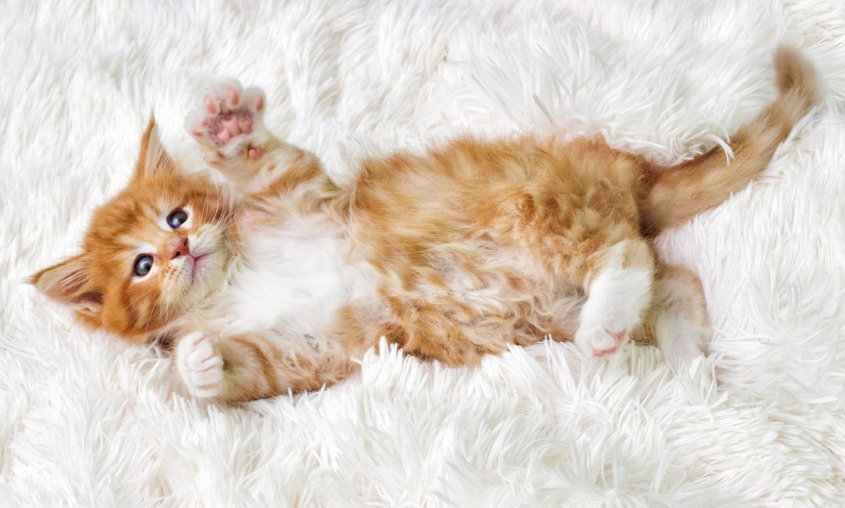 Kitten laying on the carpet