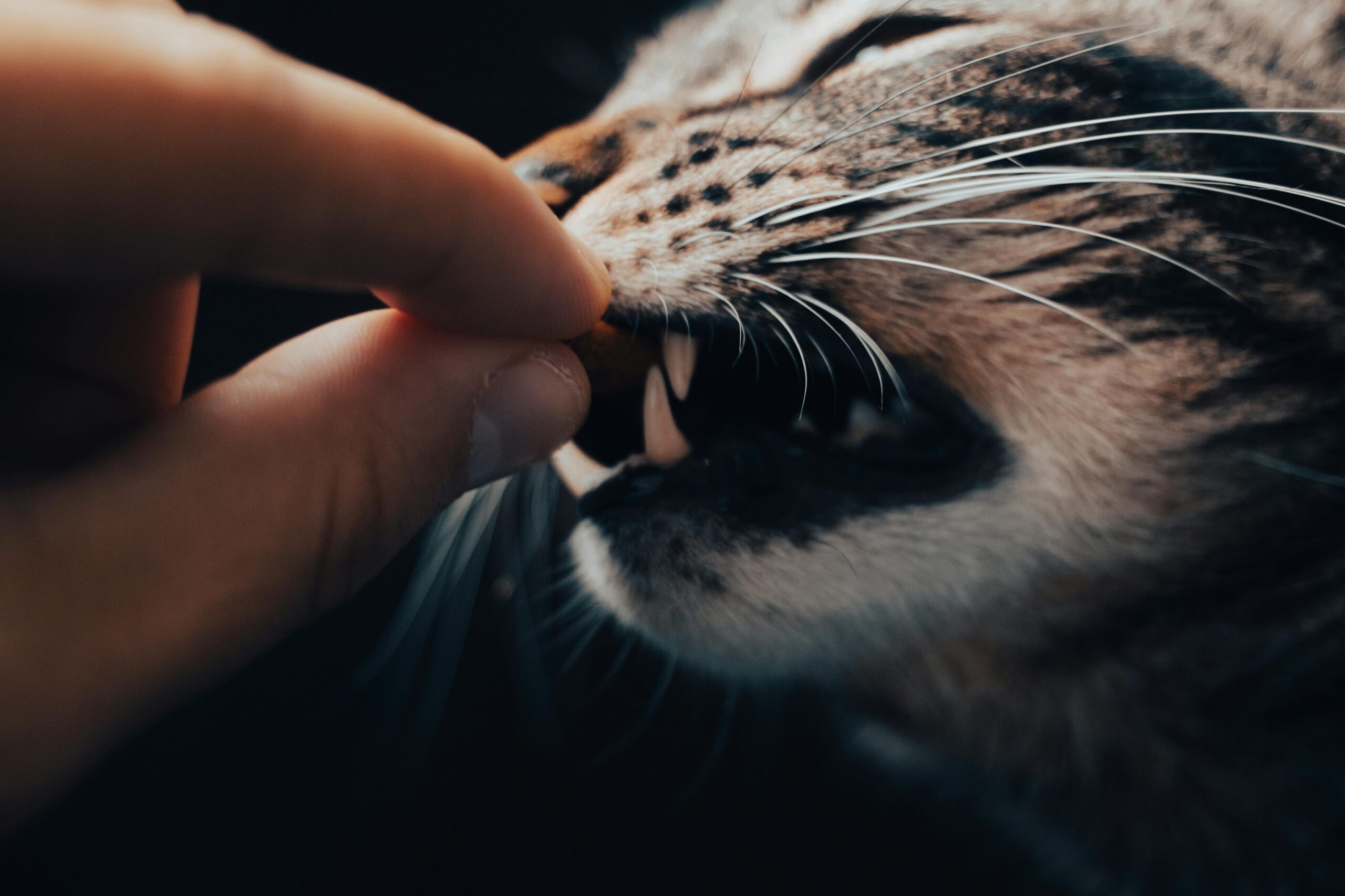 Close-up of a hand giving a treat to a tabby cat with mouth open