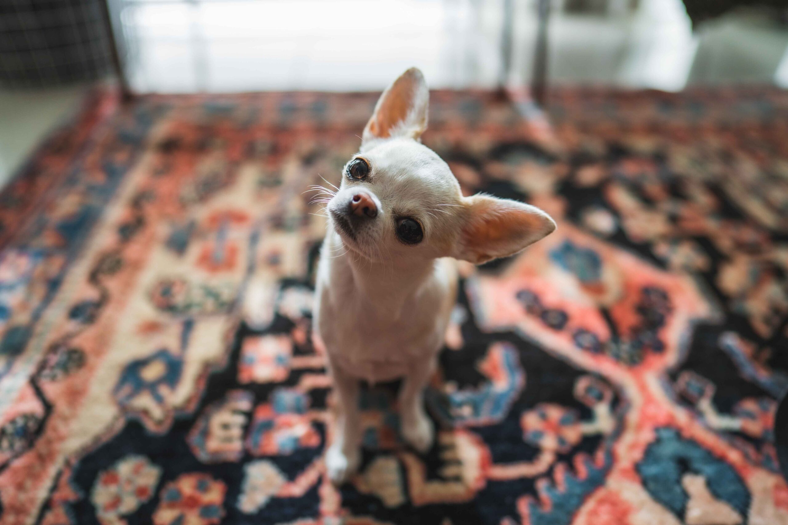 Small Chihuahua tilting head on patterned rug indoors