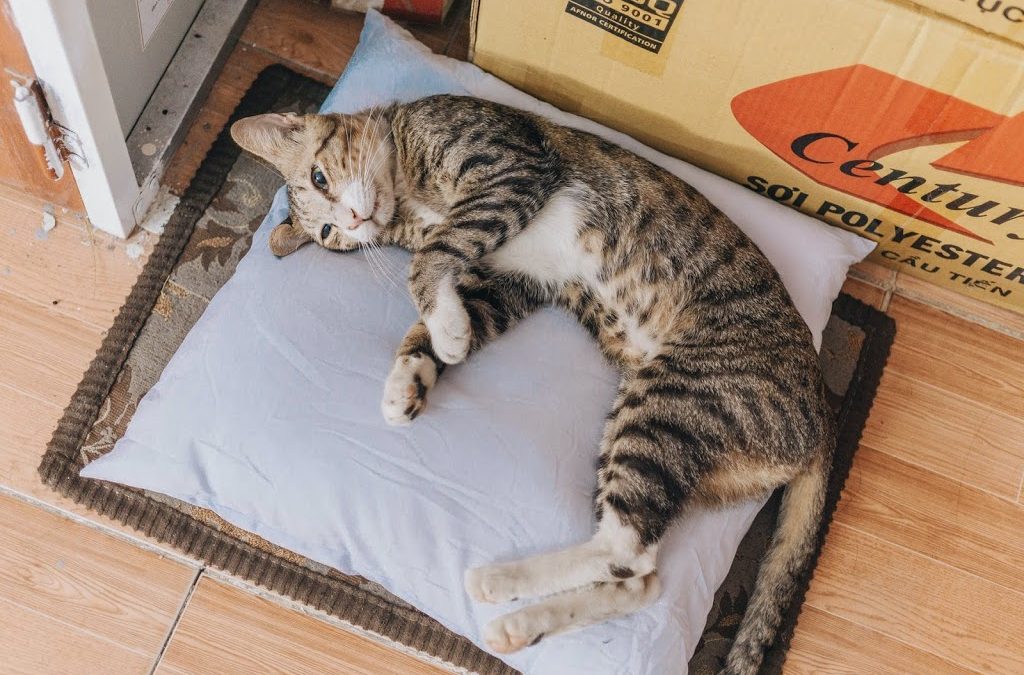 Avoid Feline Urinary tract problems by litter box cleaning