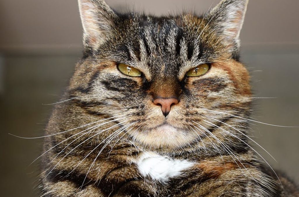 Three ways to Keep Your Aging Cat From Becoming a Grouchy