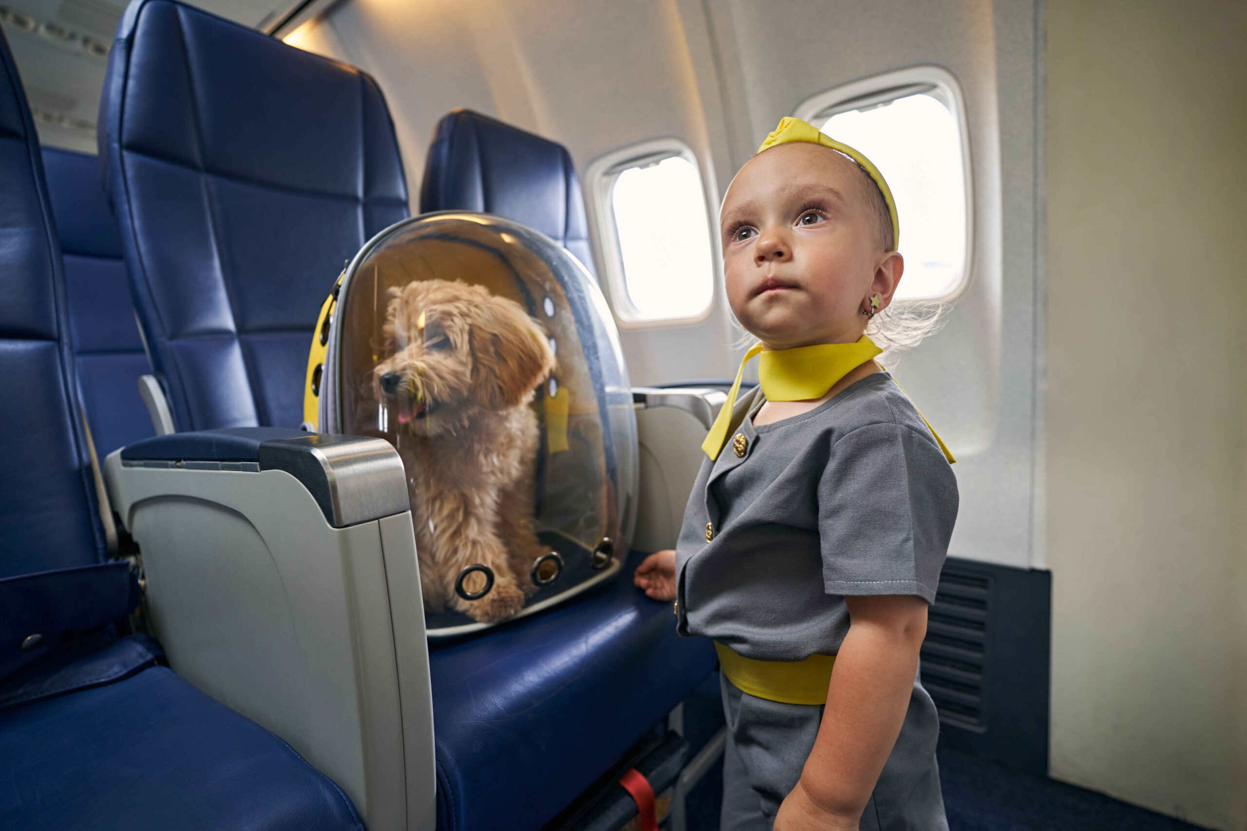 Dog traveling in airplane cabin pet carrier with child flight attendant