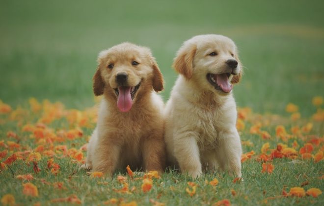Top 5 Healthy Habits for Pets and Their Owners