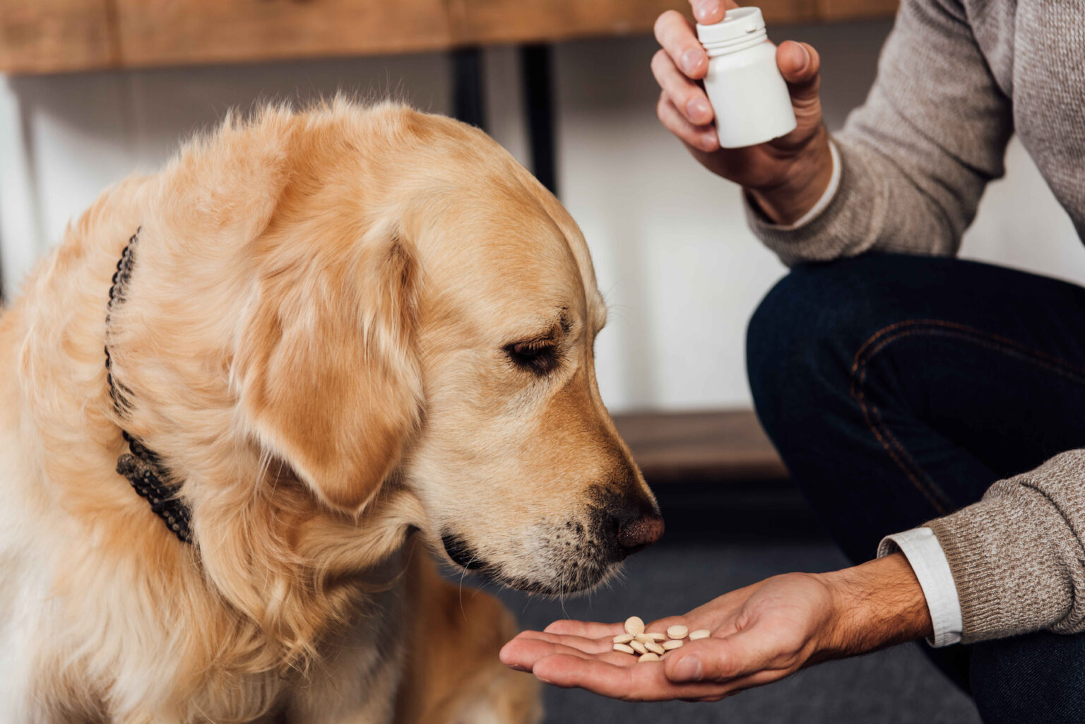 A golden retriever looking at vitamins being given by a person holding a white pill bottle