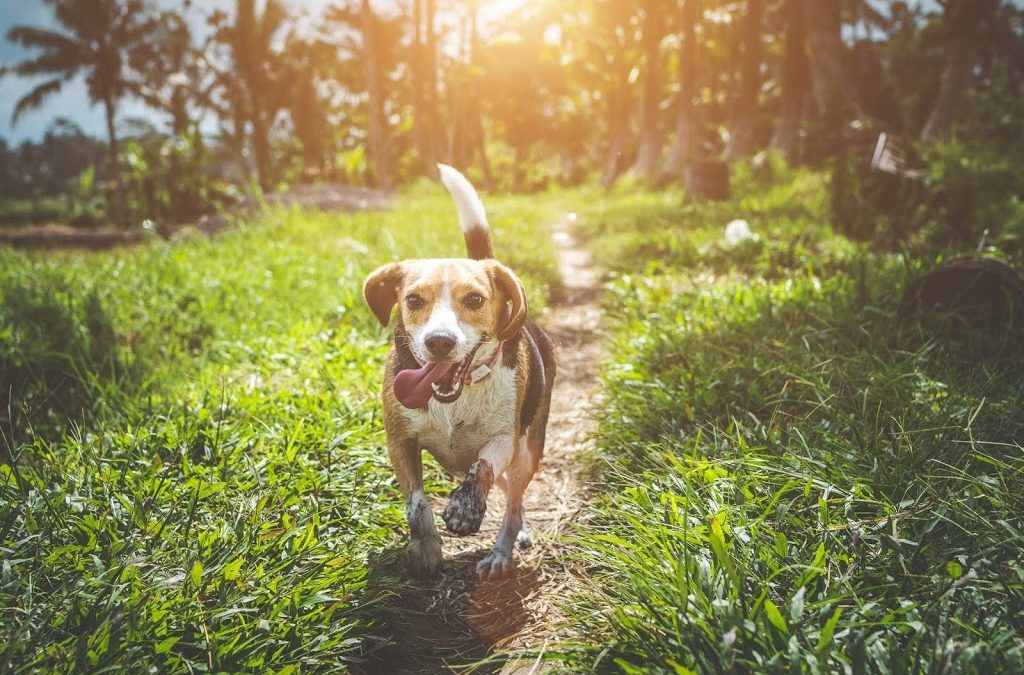 What Do You Know About Probiotics and Your Pet's animals System