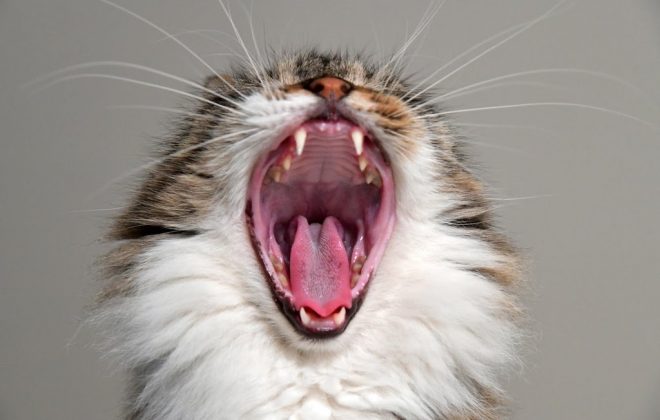 What Is Your Cat's Bad Breath Smell Telling You?