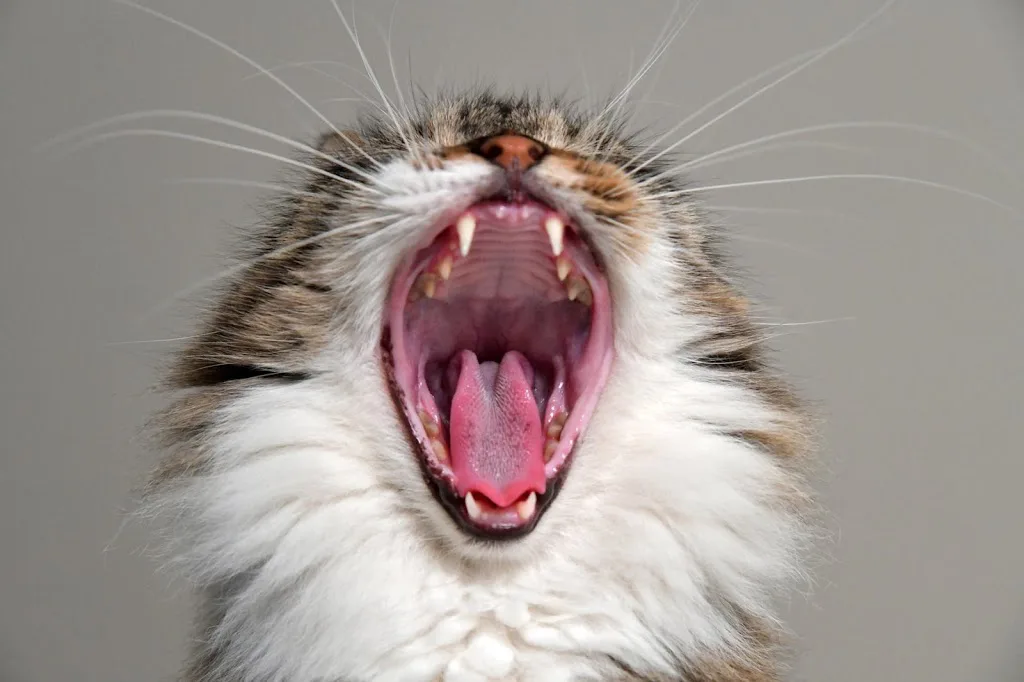 Close-up of a cat’s open mouth showing teeth and gums, illustrating bad breath and oral health issues.
