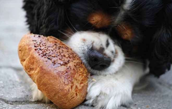 Your Dogs Menu: Raw Dog Food Recipes That They Certainly Love