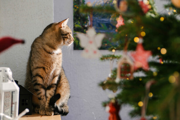 Tabby cat sitting near a decorated Christmas tree indoors