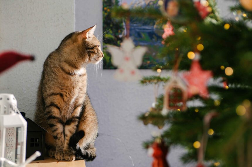 Tabby cat sitting near a decorated Christmas tree indoors