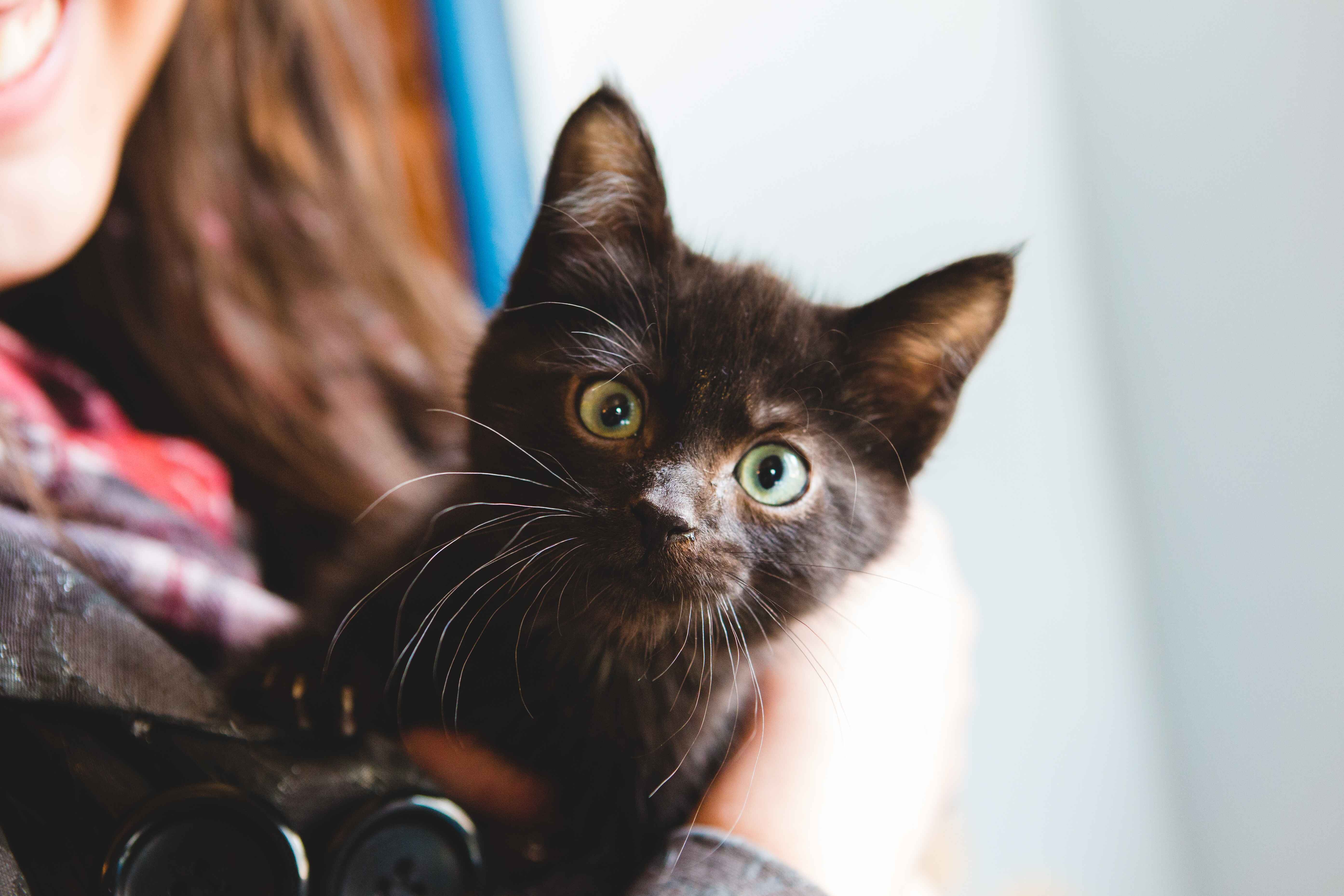 Black kitten being held by owner illustrating cat behavior and socialization myths