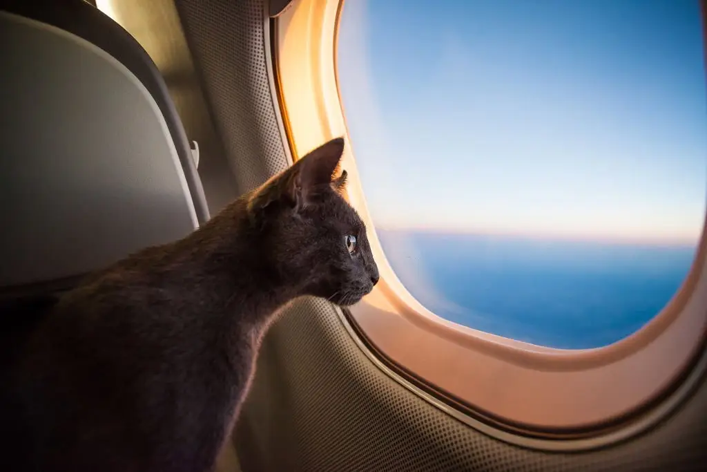 Cat in airplane