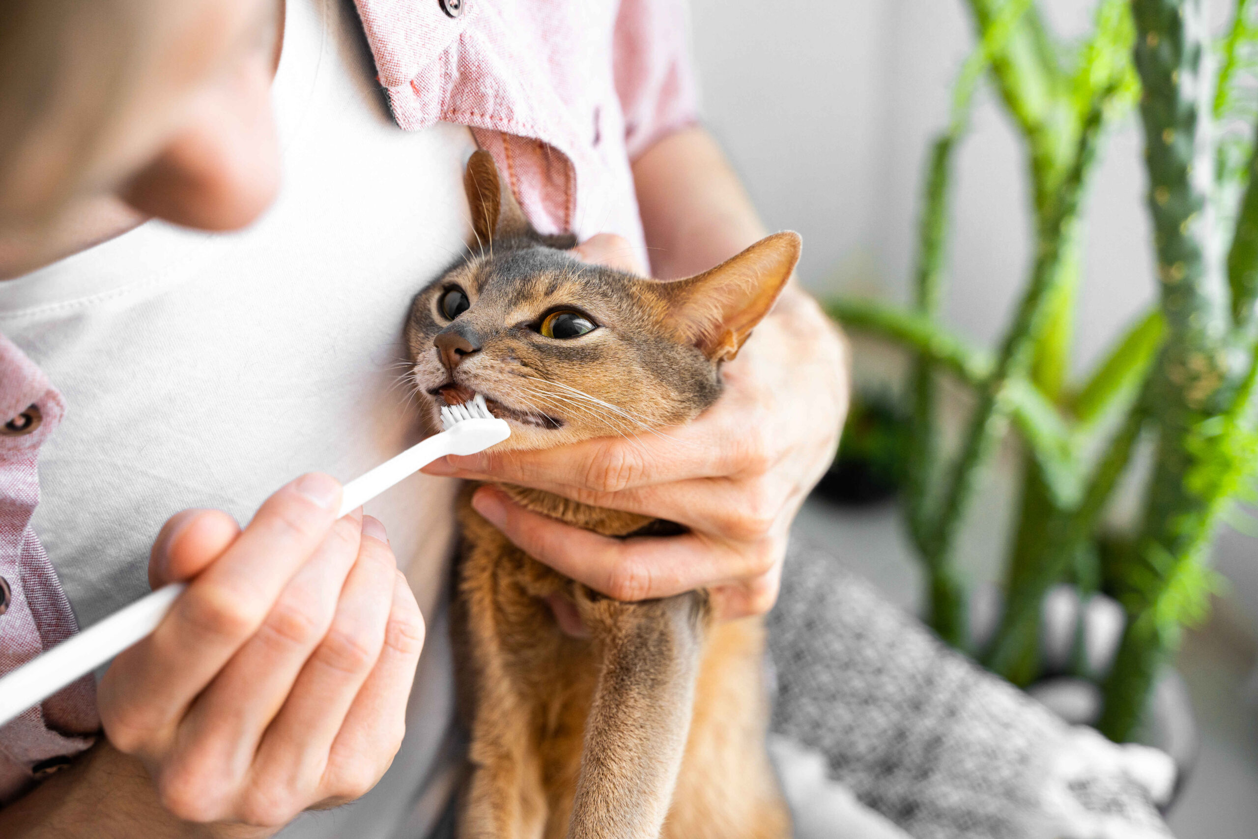 A person gently brushing a cat’s teeth with a small toothbrush while holding the cat.