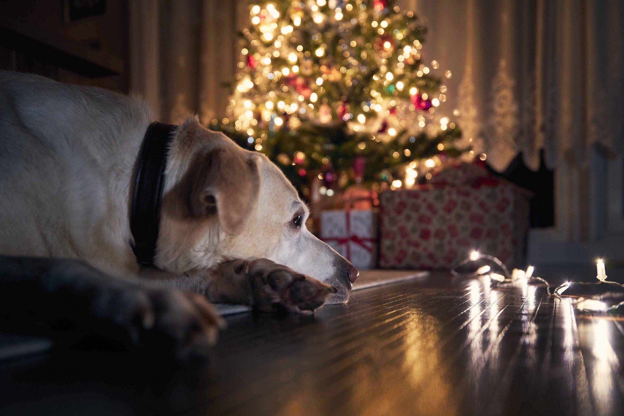 Dog lying on the floor near Christmas tree lights indoors