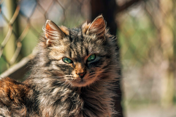 long haired tabby cat with green eyes looking directly at camera outdoors