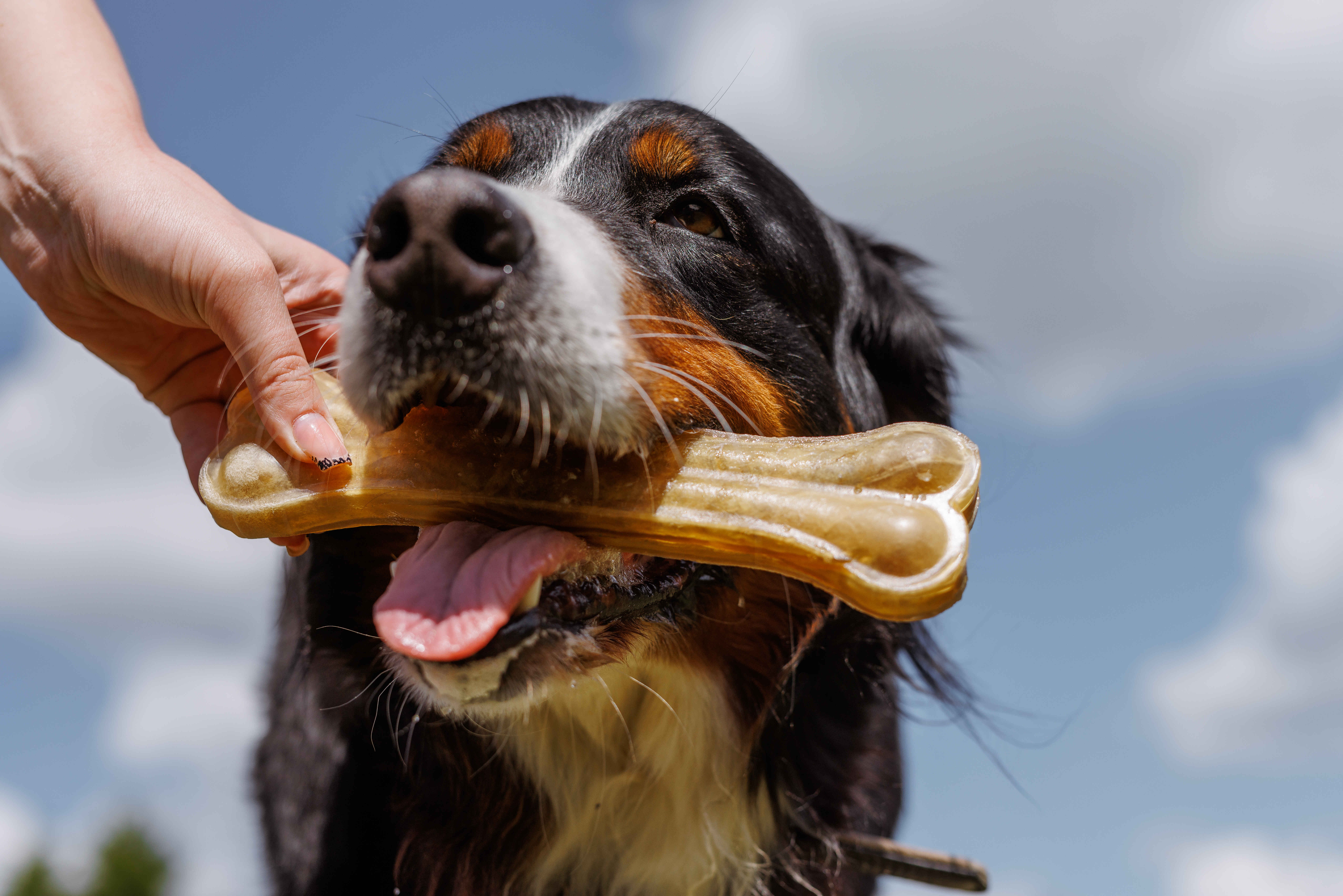 dog chewing dental chew bone promoting oral health