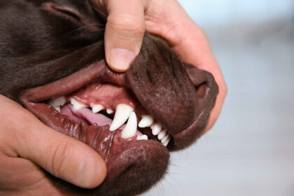 dog teeth check close up showing healthy gums and clean teeth