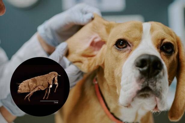 Veterinarian checking dog ear for fleas and infection close-up
