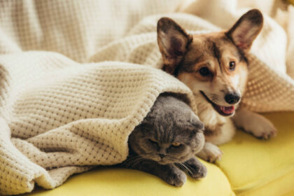 Grumpy Scottish Fold cat and happy Welsh Corgi dog cuddling together under a white blanket on a yellow couch, perfect funny pet friendship moment