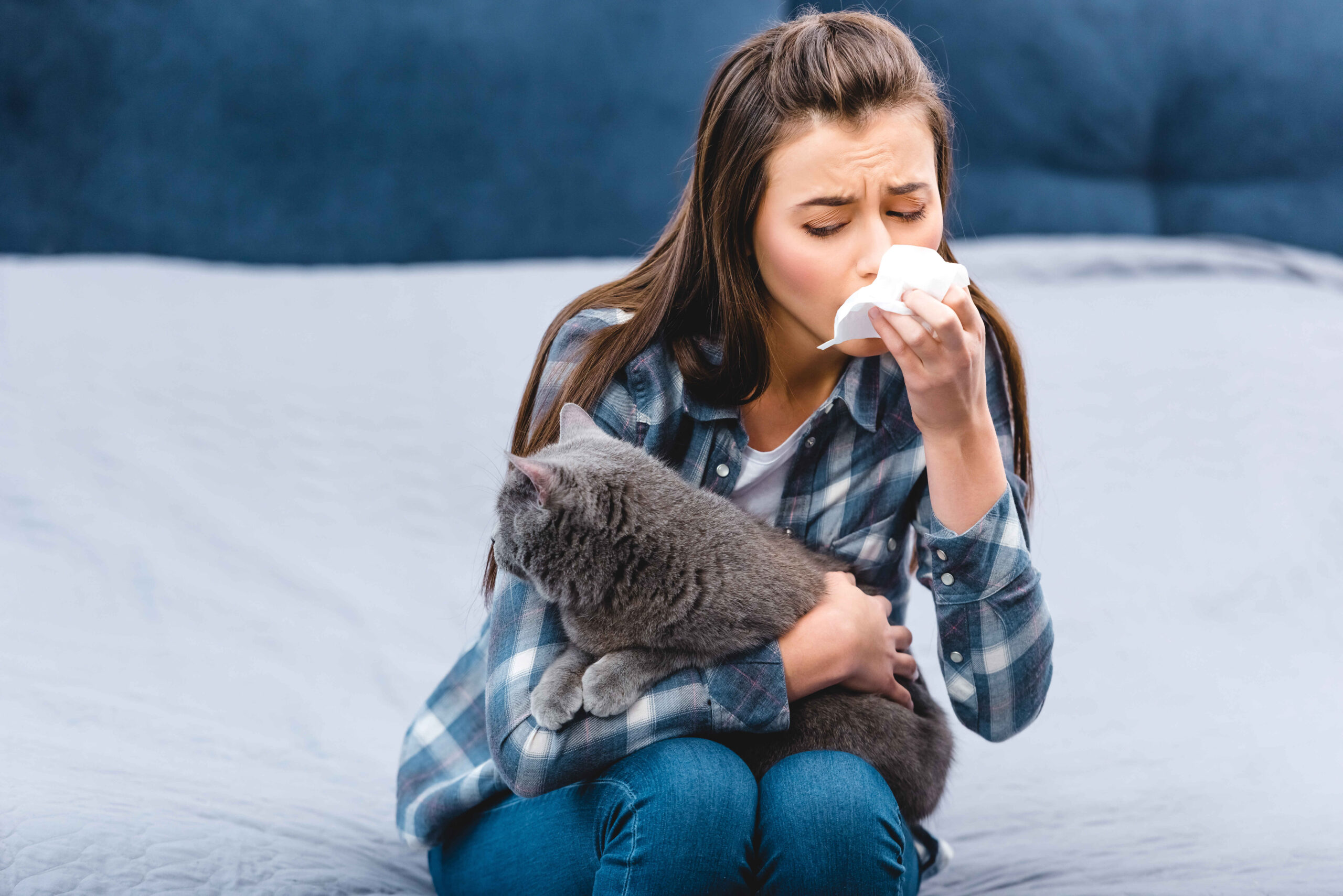 Young woman with long brown hair suffering from cat allergies, blowing her nose with a tissue while holding her gray British Shorthair cat on a blue bed, eyes closed in discomfort