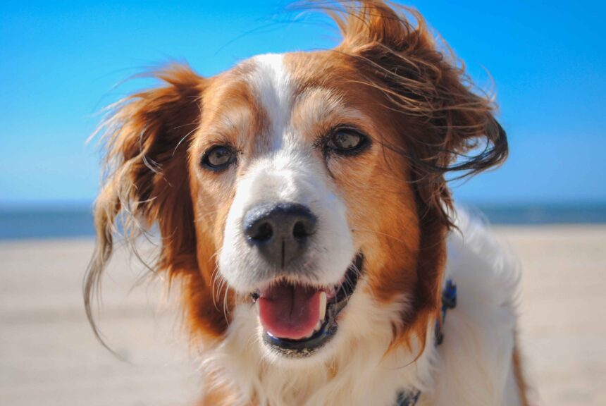 happy healthy dog at the beach enjoying outdoor exercise