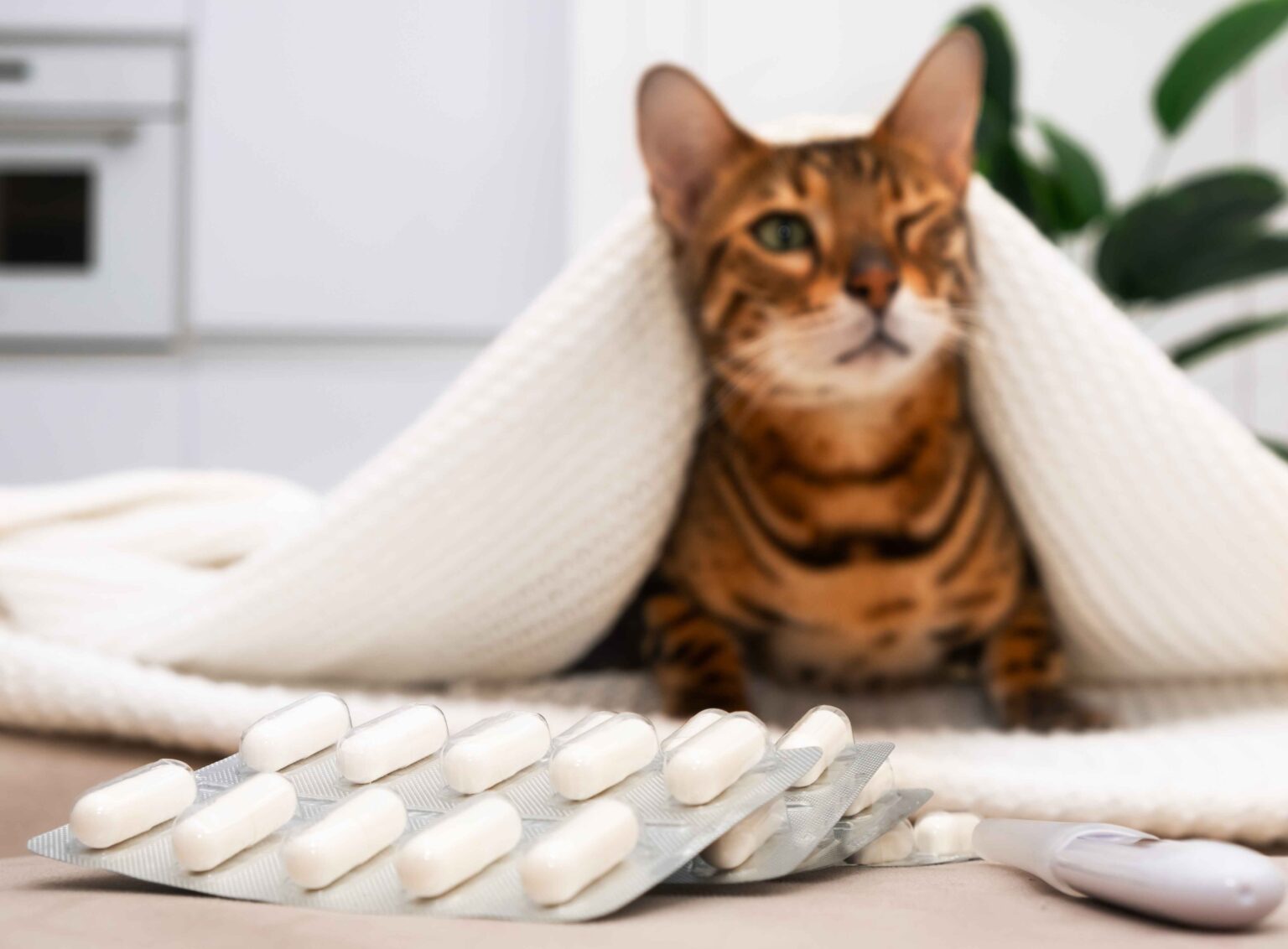 Probiotics for Cats: 7 Amazing Benefits and Uses Guide 1 Probiotics for Cats can support digestive health and immune function during recovery or stomach upset