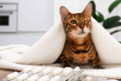 Probiotics for Cats can support digestive health and immune function during recovery or stomach upset