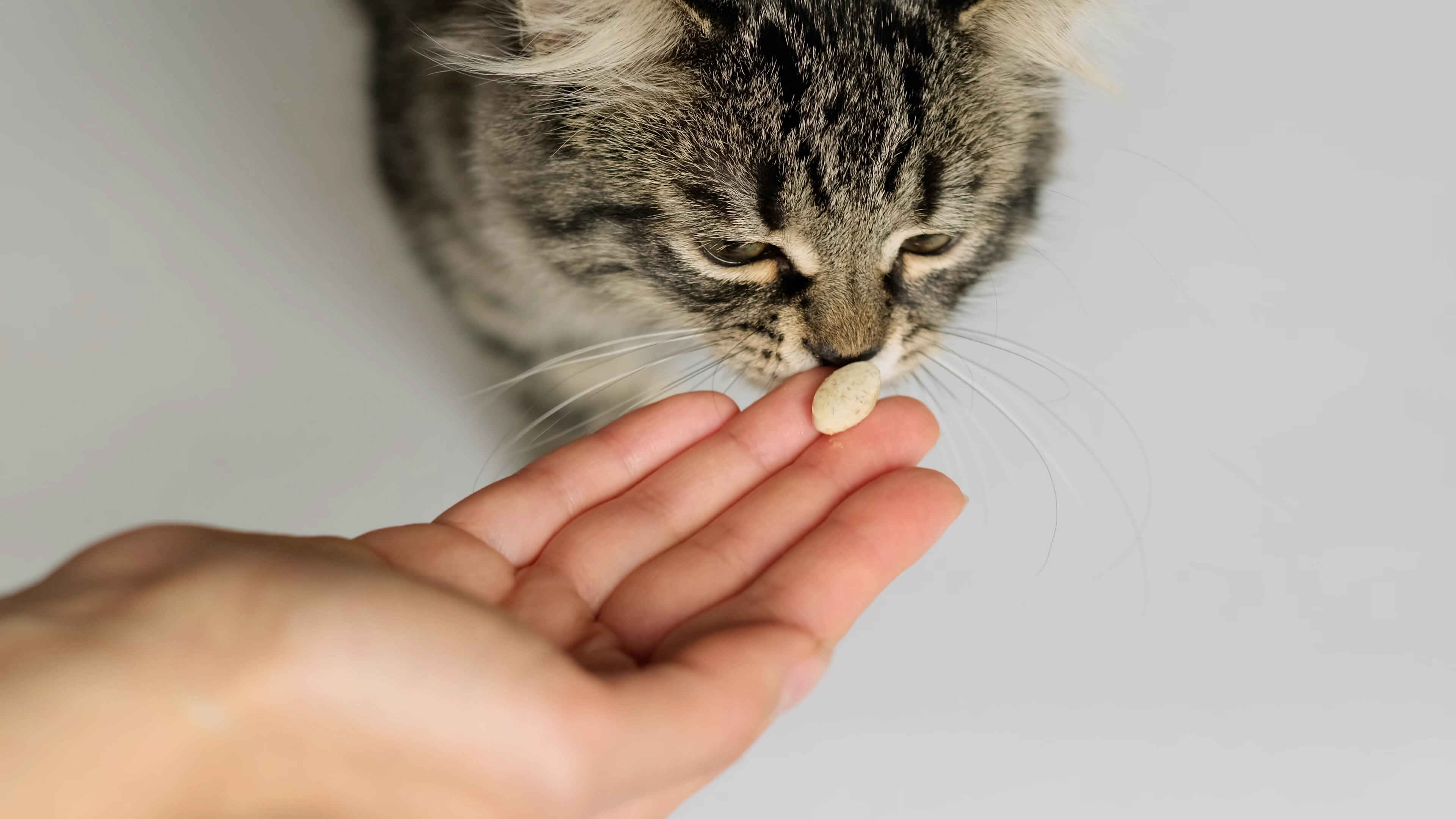 Probiotics for Cats: 7 Amazing Benefits and Uses Guide 2 Probiotics vs Prebiotics for Cats explained through digestive supplements given to support feline gut health