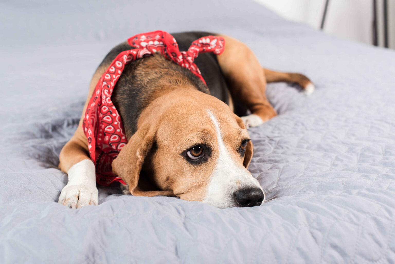 A sad-looking beagle dog with a red bandana lying on a gray bed, looking directly at the camera